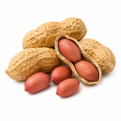 Groundnut