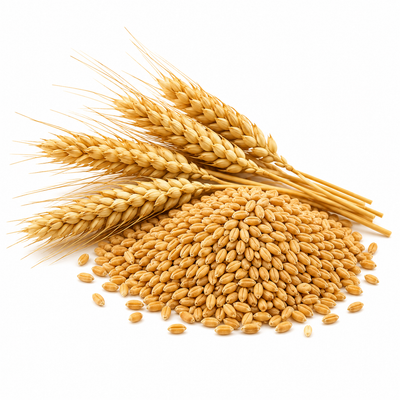 Wheat