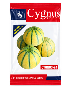 Cygnus-24 Muskmelon Seeds