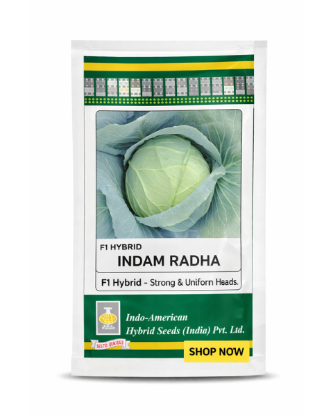 Indam Radha F1 Hybrid Cabbage Seeds