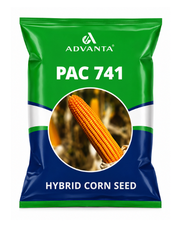 PAC-741 Maize Seeds