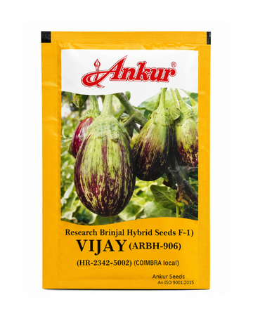 Vijay Brinjal Seeds