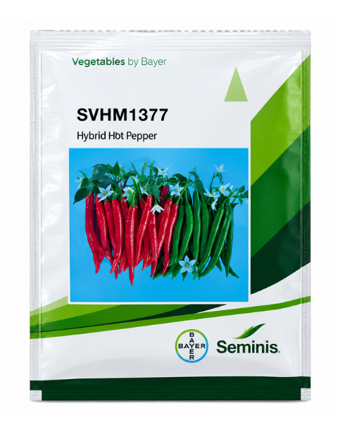Seminis SVHM1377 F1 Hybrid Chilli Seeds High Pungency Fresh & Dry Variety