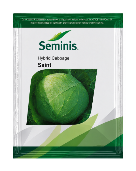 Seminis Saint F1 Hybrid Cabbage Seeds Early High Yield Variety