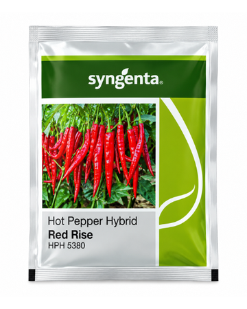 Syngenta Red Rise HPH-5380 Hybrid Chilli Seeds