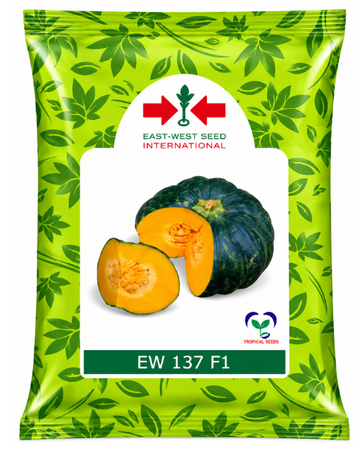 EW 137 F1 Hybrid Pumpkin Seeds