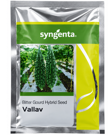 Syngenta Vallav Bitter Gourd Seeds