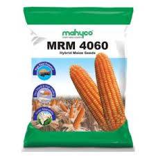 MR-4060 Maize Seeds