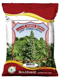 Kohinoor NBCH 66 Castor Seeds