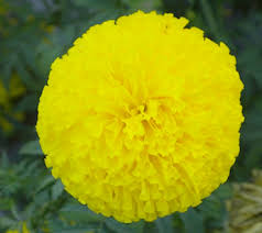 Tall Yellow Marigold Seeds