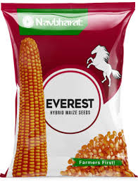 Everest Maize Seeds