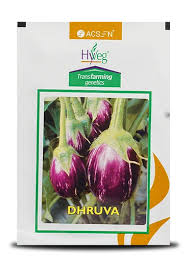 Dhruva Brinjal Seeds