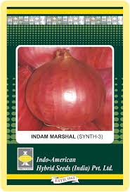 Marshall Onion Seeds