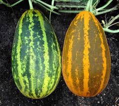 Waduk KSP-1303 Kalyani F1 Cucumber Seeds