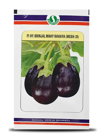 Mahy Ravaiya MEBH-39 Brinjal Seeds