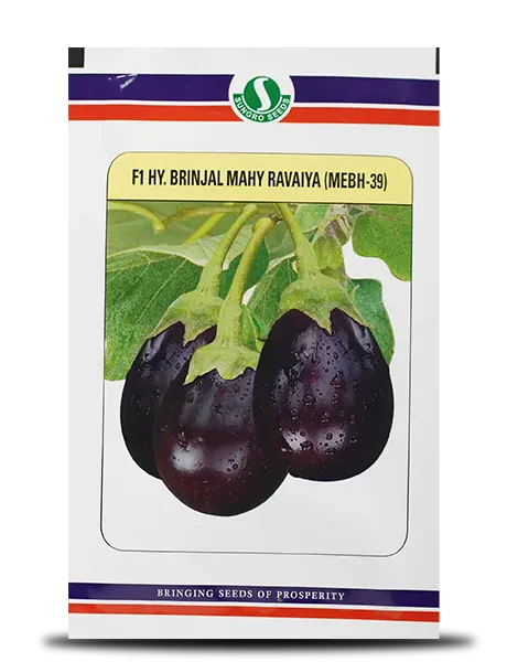 Mahy Ravaiya MEBH-39 Brinjal Seeds