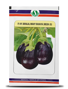 Mahy Ravaiya MEBH-39 Brinjal Seeds